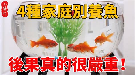 房間養魚 破財|發大財不再是口號！養魚招財撇步學以致用